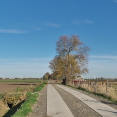 Von der Teilnehmergemeinschaft im Rahmen der Flurbereinigung ausgebauter Feldweg.