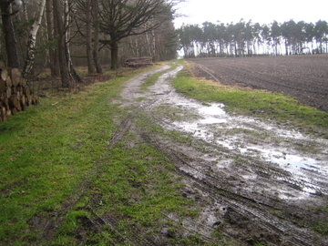 Vogelmoor