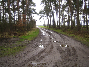 Vogelmoor