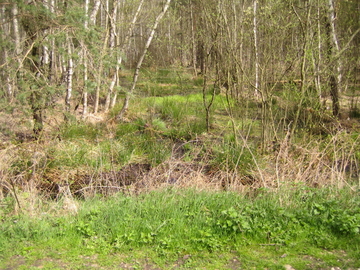 Vogelmoor