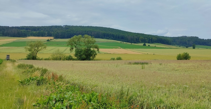 Blick auf den Westerberg bei Kalefeld