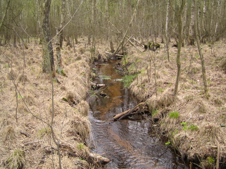 Im Vogelmoor geht die Wiedervernässung voran.