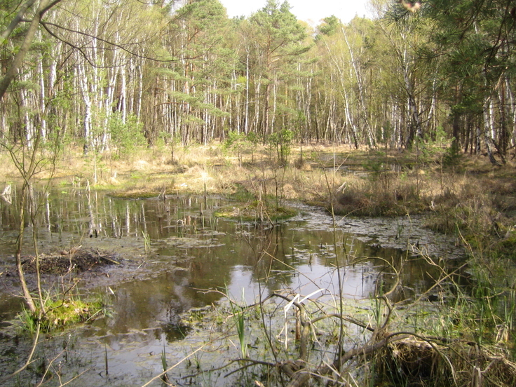 Im Vogelmoor geht die Wiedervernässung voran.