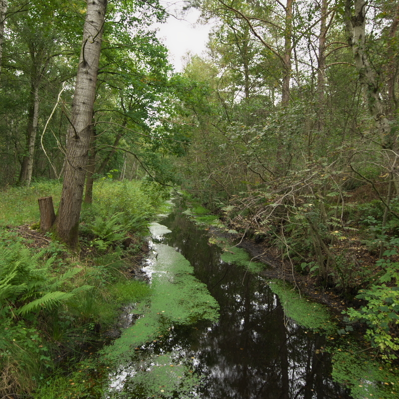 Der Moorkanal am "Westerbecker Weg".