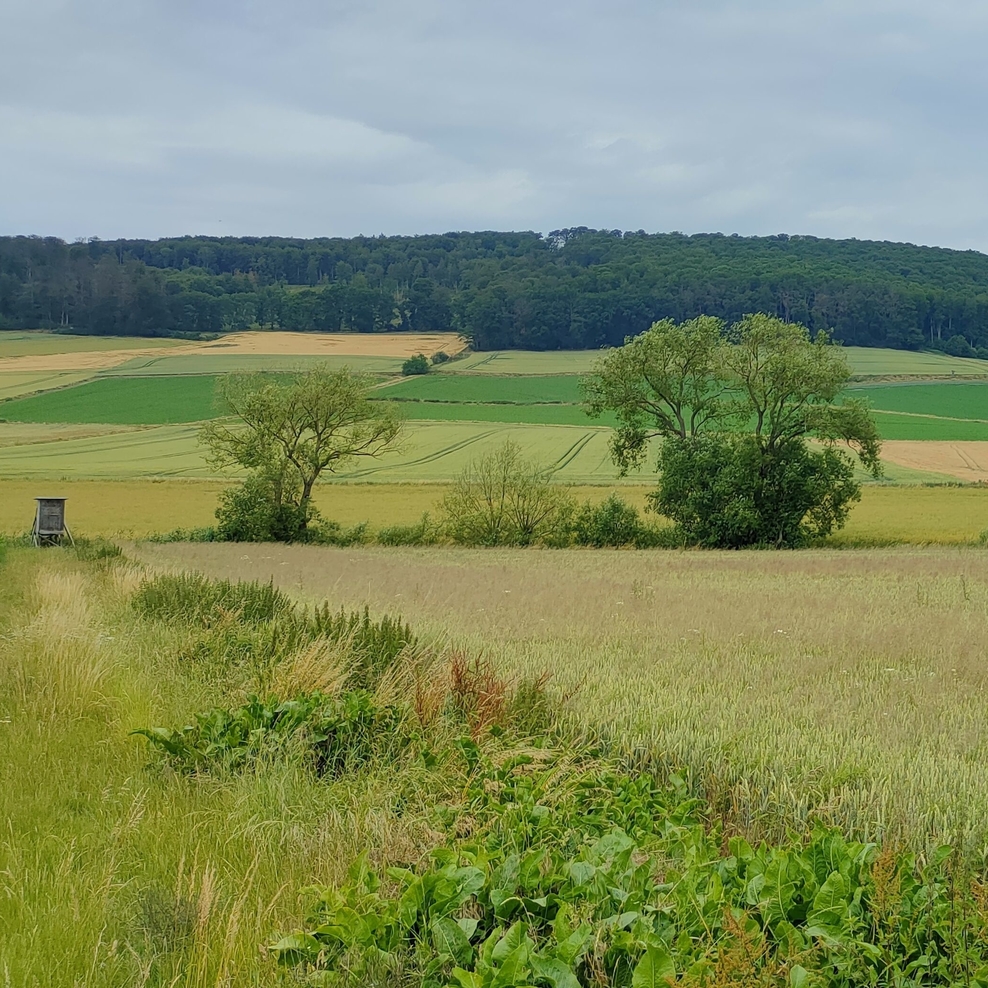 Blick auf den Westerberg bei Kalefeld