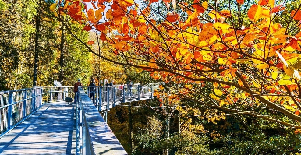 Baumwipfelpfad Harz im Herbst