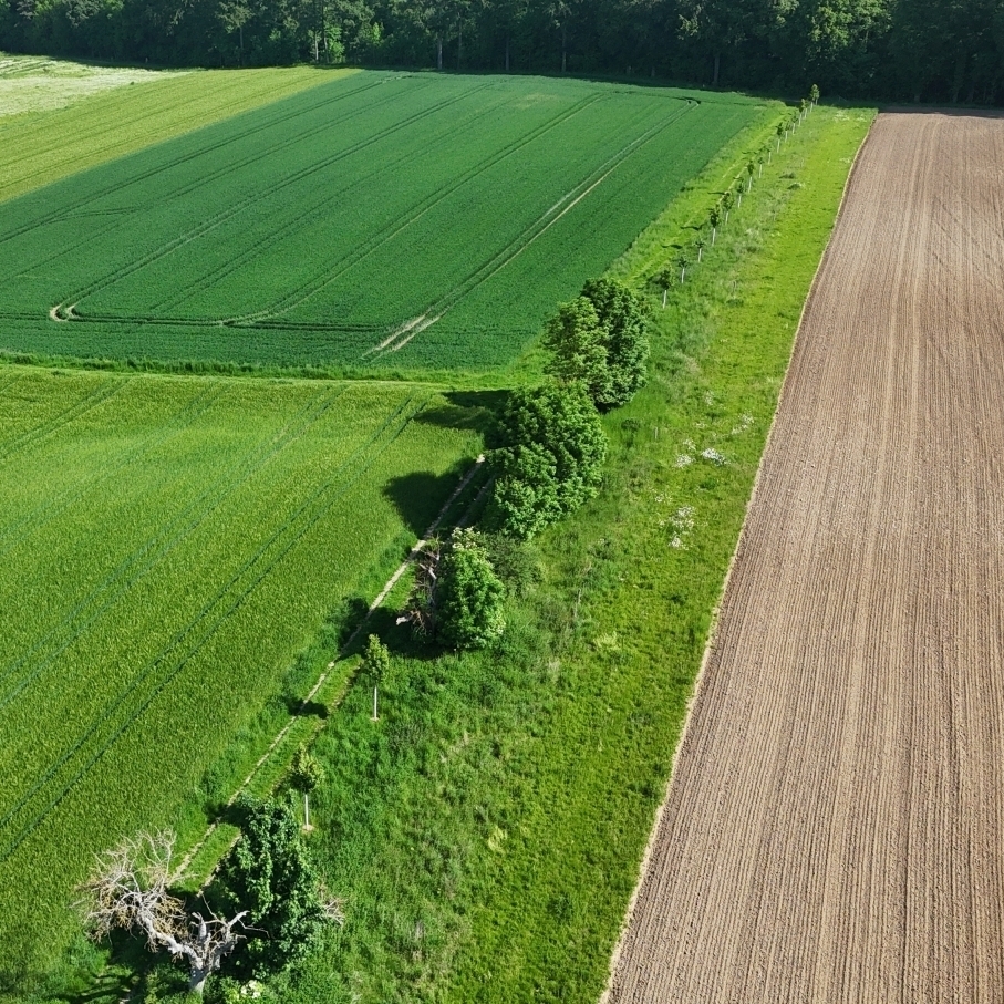 Neue Obstbäume und Blühflächen schaffen einen durchgängigen Wildkorridor für Tiere und fördern die Artenvielfalt.