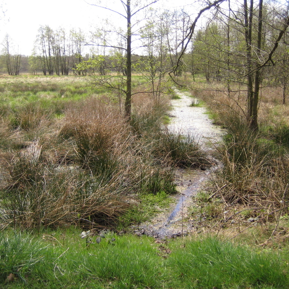 Das Vogelmoor in der Gemarkung Barwedel